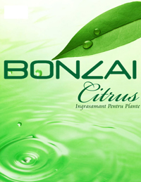 Bonzai Citrus